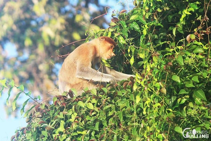 Kinabatangan River Cruise Day Trip: Evening Wildlife Safari on Borneo photo 2