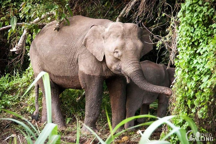 Kinabatangan River Cruise Day Trip: Evening Wildlife Safari on Borneo photo 3