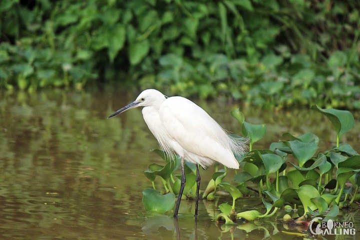 Kinabatangan River Cruise Day Trip: Evening Wildlife Safari on Borneo photo 4