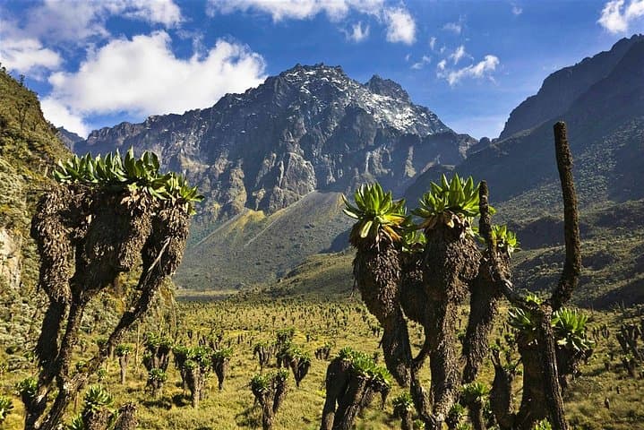 Rwenzori Summit Trek: 7-Day Guided Hike to Margherita Peak, Uganda photo 3
