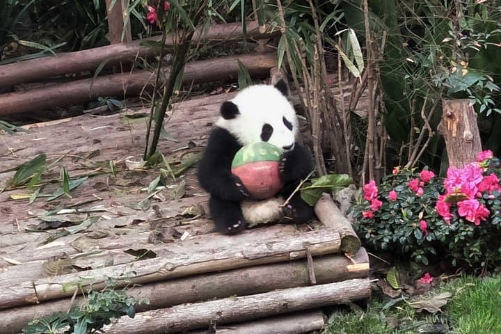 Volunteer with Giant Pandas at Dujiangyan Panda Base — Full-Day Conservation Experience photo 2