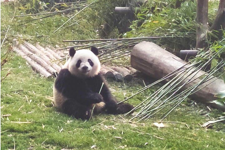 Volunteer with Giant Pandas at Dujiangyan Panda Base — Full-Day Conservation Experience photo 4