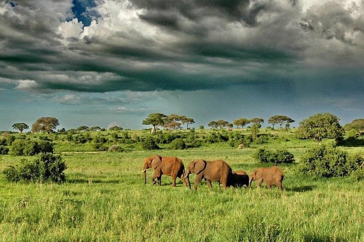 5-Day Murchison Falls & Kibale Chimpanzee Safari — Wildlife, Boat Cruise and Cultural Walks photo 3