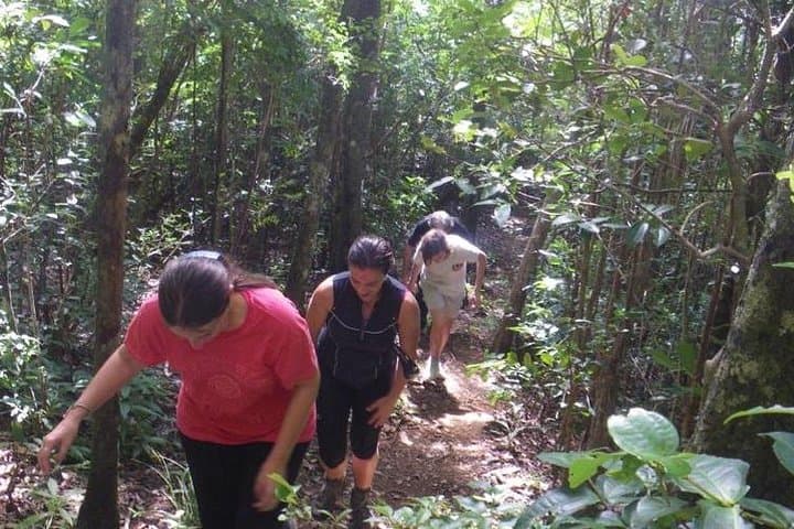 Hiking Black River Gorges Park: Waterfalls, Endemic Forests & Half-Day Trails