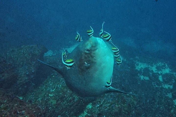 Bali Diving Day Trip: Tulamben Shipwreck & Manta Point Guided Dives photo 6