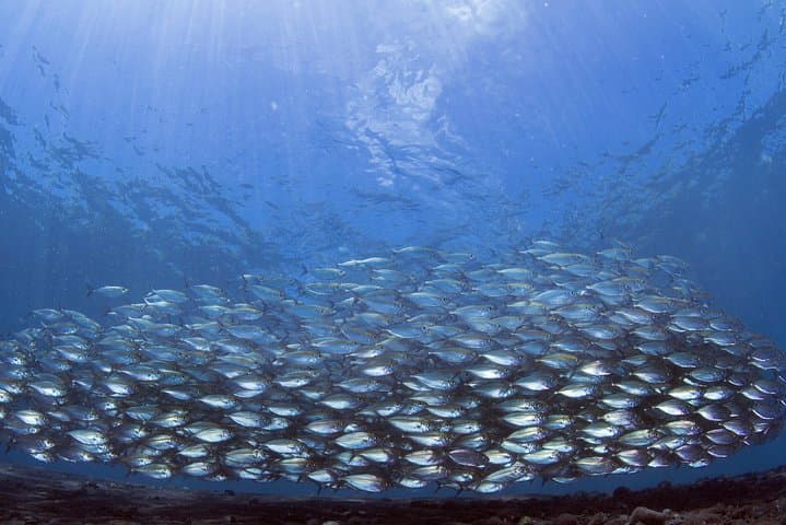 Bali Diving Day Trip: Tulamben Shipwreck & Manta Point Guided Dives photo 5