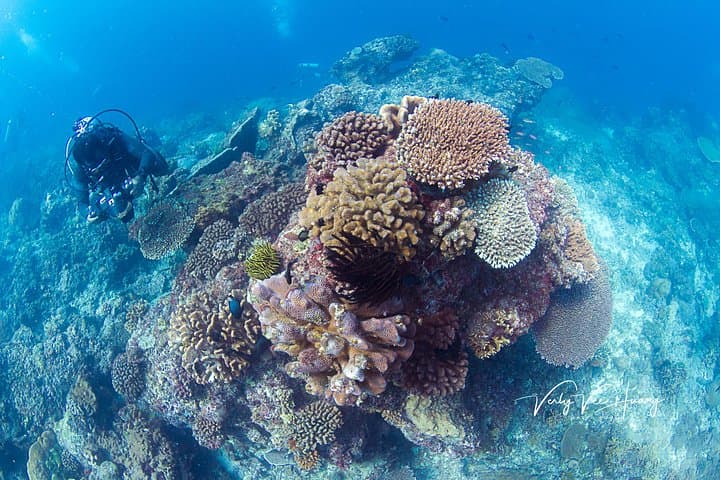 Bali Diving Day Trip: Tulamben Shipwreck & Manta Point Guided Dives photo 4