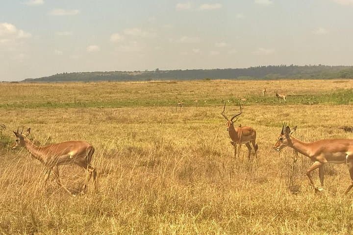 3-Day Amboseli Safari: Kilimanjaro Views and Elephant Encounters photo 3