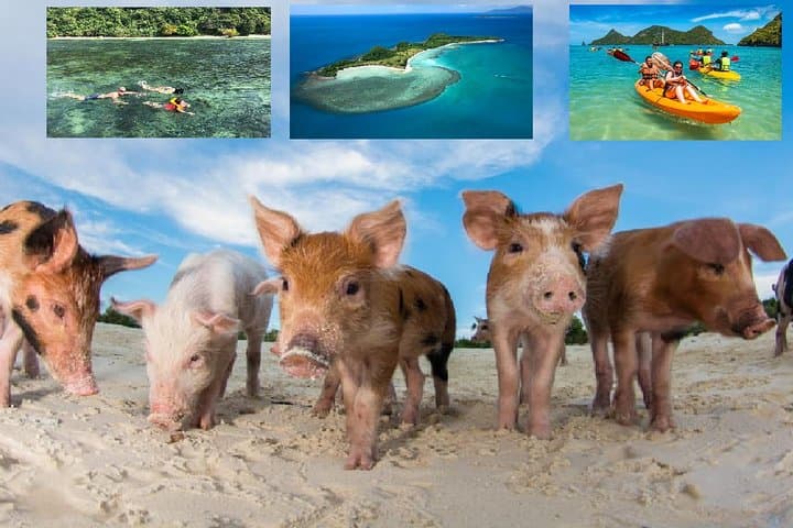 Pig Island Speed-Boat Trip from Koh Samui — Snorkel, Kayak & Pig Beach photo 1