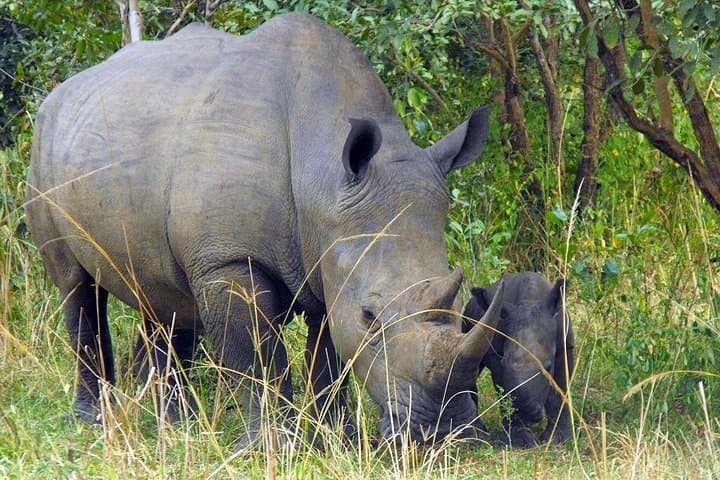 5-Day Murchison Falls & Kibale Chimpanzee Safari — Wildlife, Boat Cruise and Cultural Walks photo 2