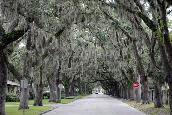 St. Augustine Hop-On Hop-Off Trolley Tour: Complete Visitor Guide photo 5