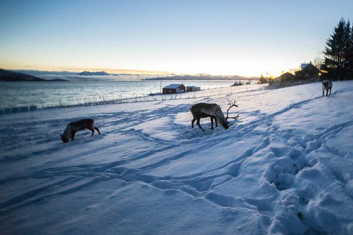 Tromsø Fjord Bus Adventure: Arctic Fjords, Beaches & Wildlife photo 4
