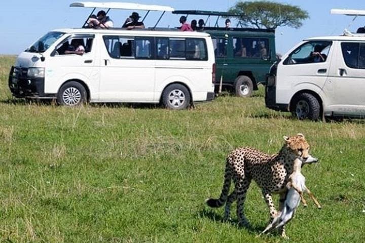 3-Day Private Maasai Mara Safari from Nairobi — Big Five, Migration & AA Lodge photo 5