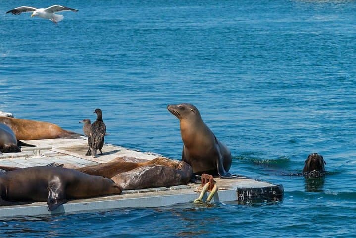 San Diego Seal Tour: Amphibious Shore Excursion from Seaport Village photo 3