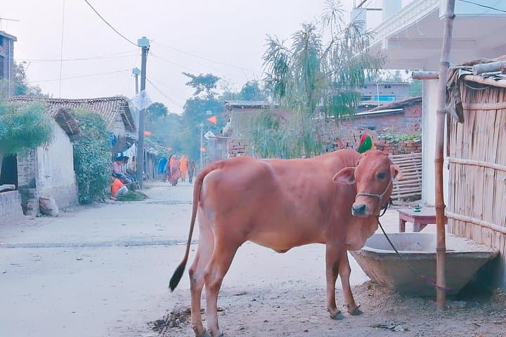 Full-Day Village Tour in Varanasi: Rural Life, Farming & Local Lunch photo 1