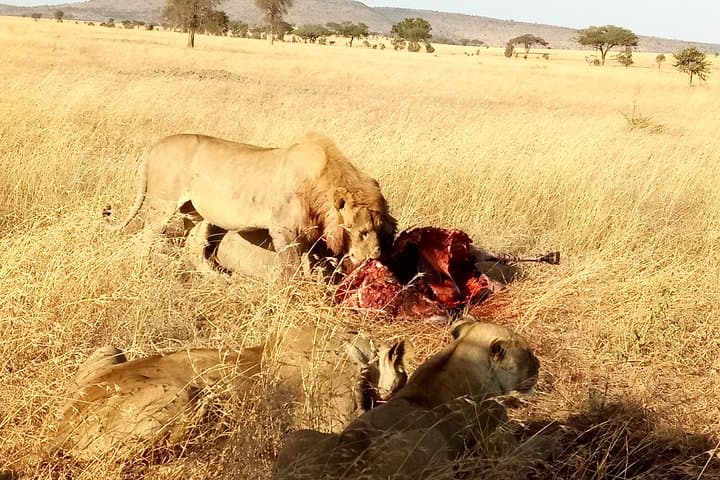 4-Day Camping Safari: Mwanza to Serengeti & Ngorongoro Crater photo 2