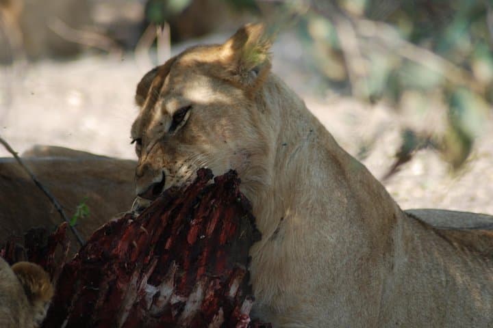 4-Day Camping Safari: Mwanza to Serengeti & Ngorongoro Crater