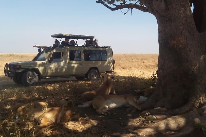 4-Day Camping Safari: Mwanza to Serengeti & Ngorongoro Crater photo 4