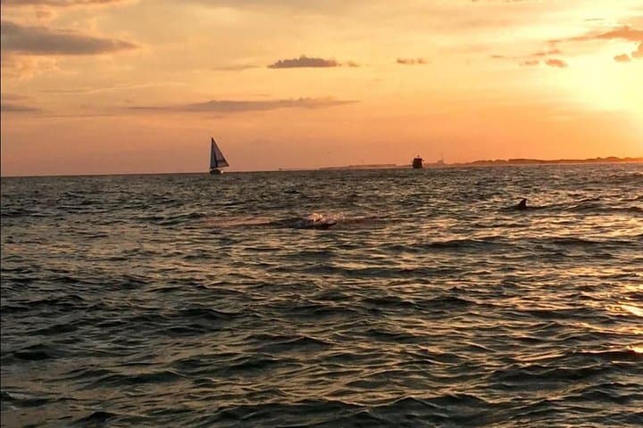 Sunset Dolphin Watching Cruise in Destin Harbor — Evening Dolphin Tour on the Emerald Coast photo 5