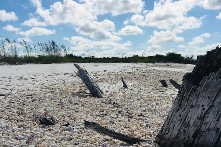 Fort Myers Beach Shelling Cruise: Best Shelling Tours from Fort Myers & Naples photo 4