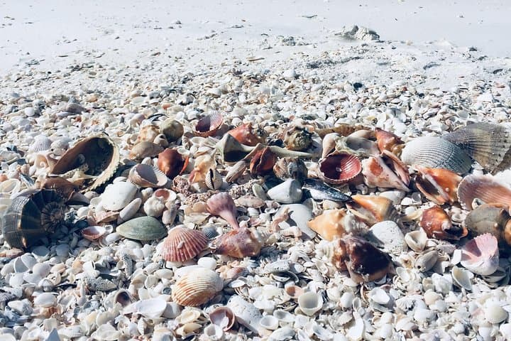 Fort Myers Beach Shelling Cruise: Best Shelling Tours from Fort Myers & Naples photo 3