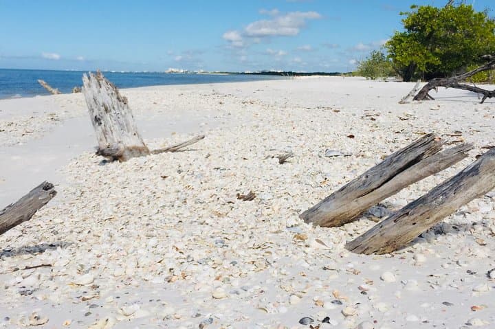 Fort Myers Beach Shelling Cruise: Best Shelling Tours from Fort Myers & Naples photo 5