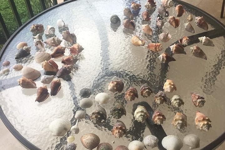 Fort Myers Beach Shelling Cruise: Best Shelling Tours from Fort Myers & Naples photo 6