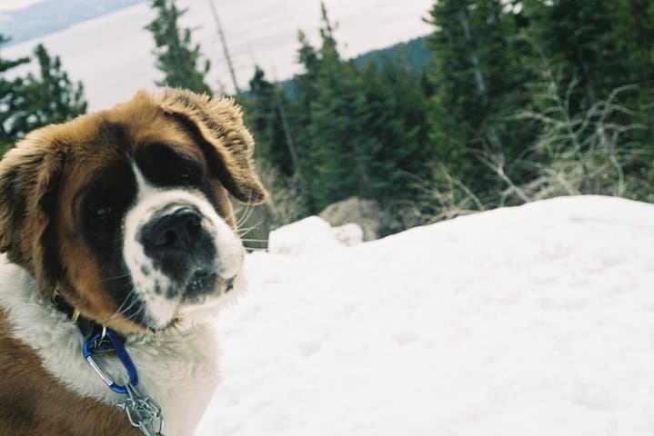 Reno to Sierra: UTV, Snowmobile & Snowshoe Winter Adventures photo 3