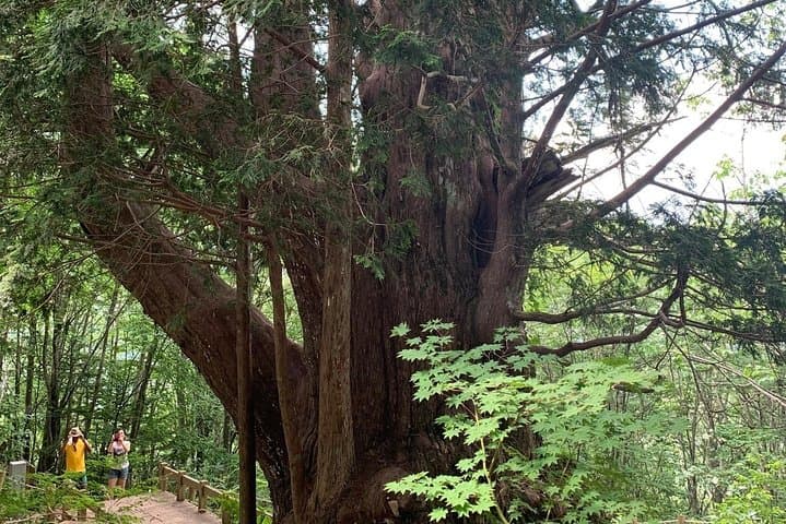 Takayama Ridge Hike with Ropeway: Short Alpine Views and Onsen Options photo 2