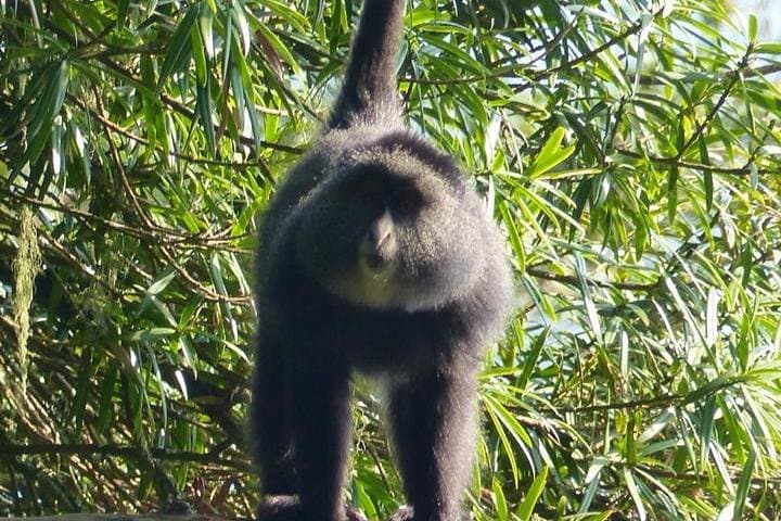 6-Day Uganda Gorilla & Chimpanzee Safari — Bwindi, Kibale, Murchison Highlights photo 6