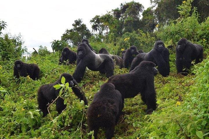6-Day Uganda Gorilla & Chimpanzee Safari — Bwindi, Kibale, Murchison Highlights photo 3