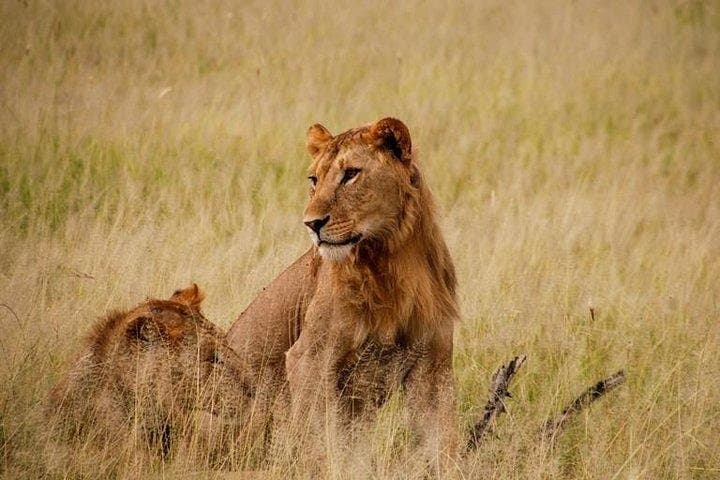 6-Day Uganda Gorilla & Chimpanzee Safari — Bwindi, Kibale, Murchison Highlights photo 2