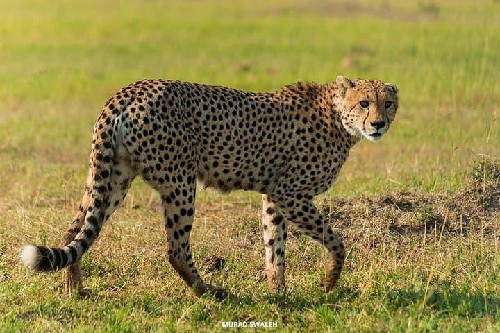 4-Day Wildlife Lodge Safari: Lake Nakuru & Masai Mara Big Five Experience photo 2