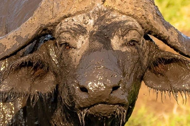 3-Day Amboseli Elephant Safari: Mount Kilimanjaro Game Drives & Swamp Wildlife photo 6