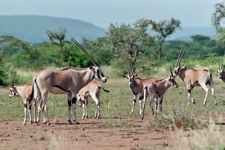 Awash National Park 2-Day Wildlife Safari — Awash Falls, Beisa Oryx & Fantale Volcano