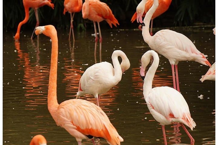 7-Day Kenya Budget Safari: Maasai Mara, Lake Naivasha, Nakuru & Amboseli photo 3