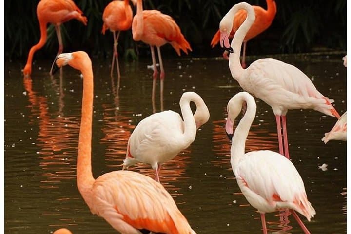 5-Day Maasai Mara, Lake Naivasha & Lake Nakuru Safari — Big Cats, Flamingos & Rift Valley Views photo 6
