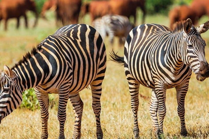 3-Day Balloon Safari in Maasai Mara: Balloon Flight, Game Drives & Walking Safari photo 3
