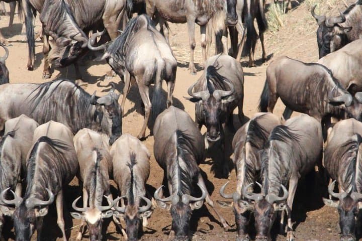 3-Day Balloon Safari in Maasai Mara: Balloon Flight, Game Drives & Walking Safari photo 4