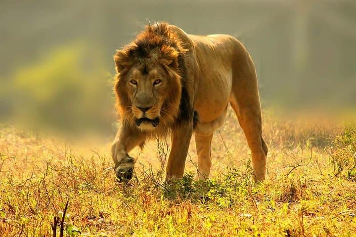 3-Day Balloon Safari in Maasai Mara: Balloon Flight, Game Drives & Walking Safari photo 6