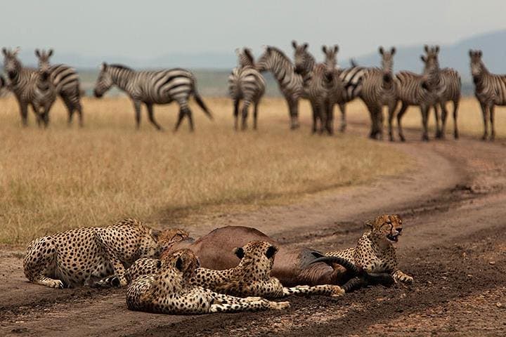 4-Day Kenya Safari: Maasai Mara, Lake Naivasha & Hell's Gate Adventure photo 5