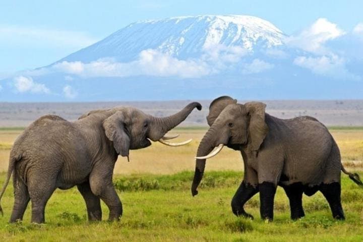 3-Day Amboseli Safari: Elephants, Kilimanjaro Views & Maasai Culture