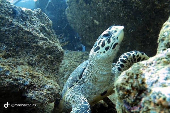 Scuba Diving at Unawatuna: Shipwrecks, Coral Reefs & PADI Guided Dives photo 3
