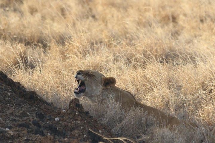 3-Day Amboseli Safari: Elephants, Kilimanjaro Views & Maasai Visits photo 4
