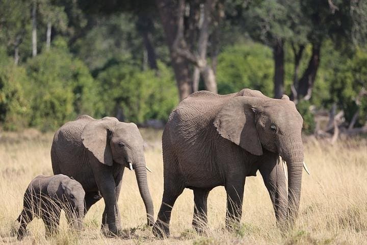 Three-Day Private Maasai Mara Safari at AA Mara Lodge photo 6