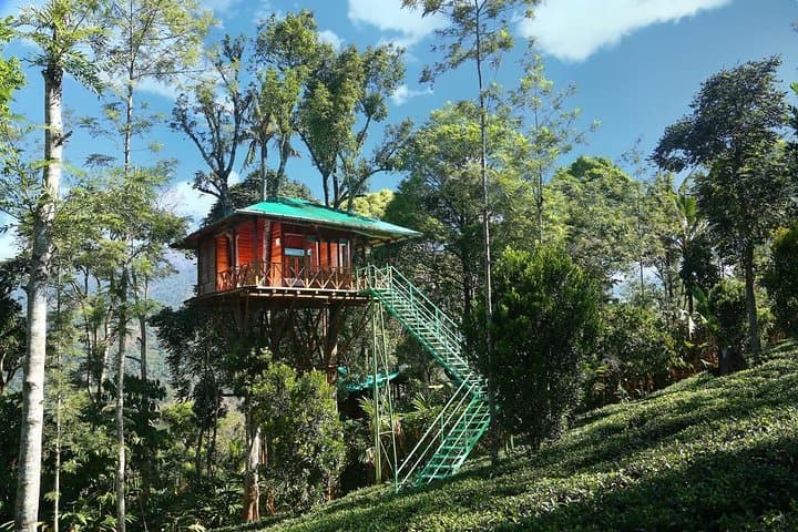 Treehouse Stay in Munnar: Eco-Friendly Tea-View Retreat with Adventure Activities