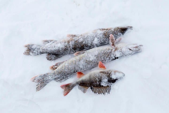 Ice Fishing by Snowmobile in Rovaniemi: Arctic Lake Adventure photo 4