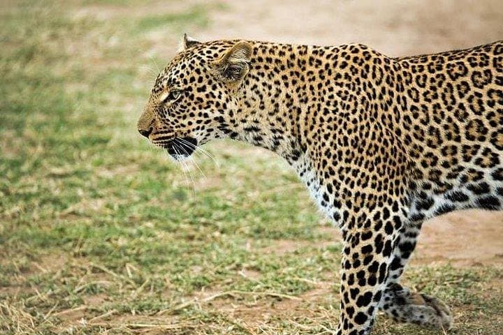 Budget 9-Day Kenya & Tanzania Safari: Maasai Mara, Serengeti & Ngorongoro