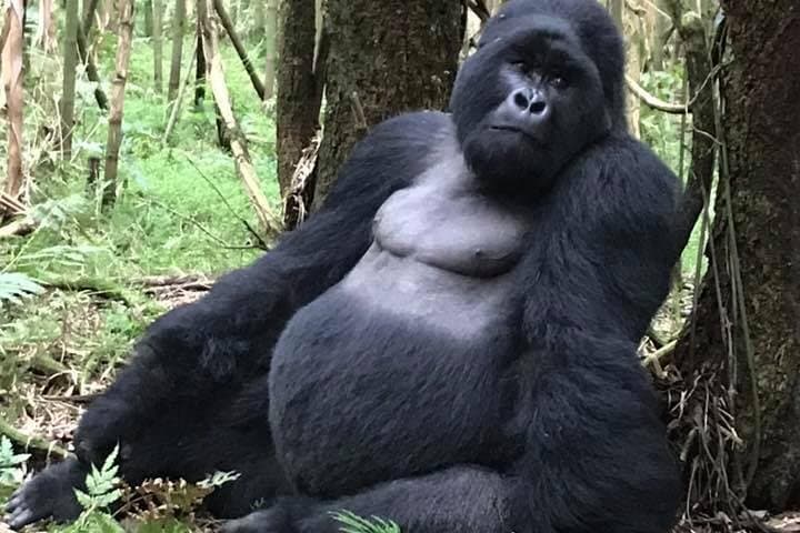 3-Day Bwindi Gorilla Trekking Safari: Track Mountain Gorillas in Uganda