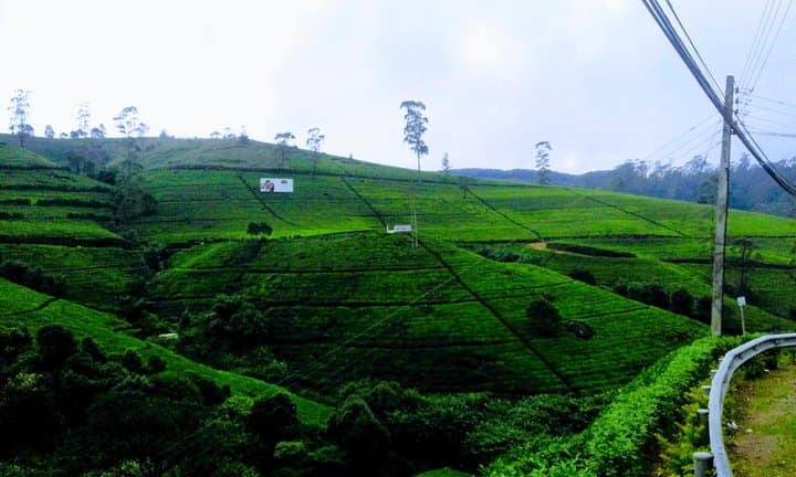 10-Day Sri Lanka Local Tour: Kandy, Ella Train, Safari & Whale Watching photo 2
